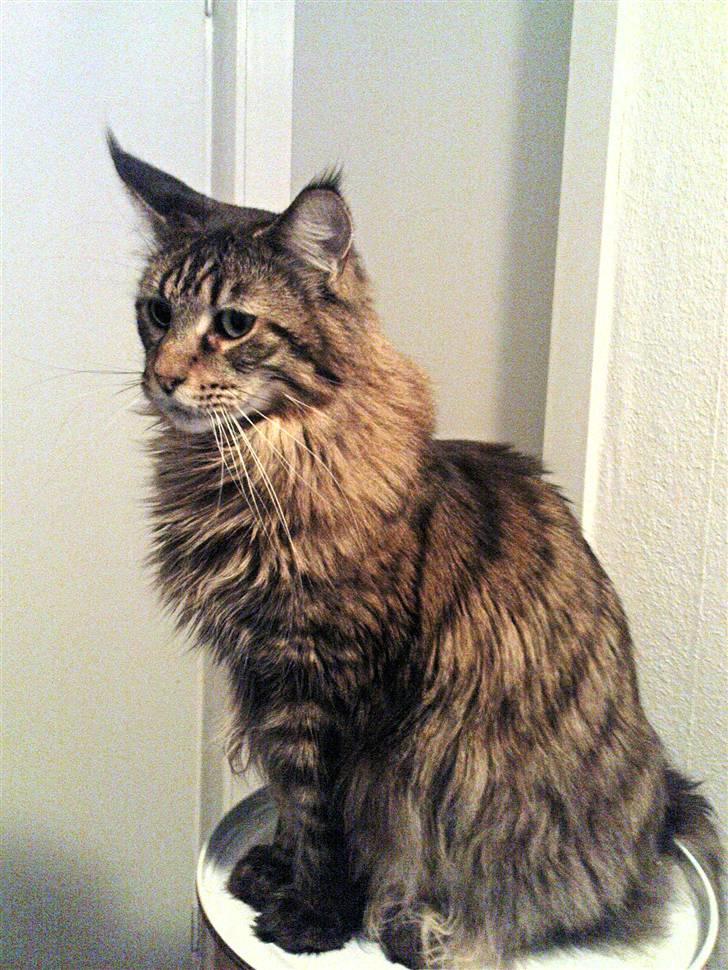 Maine Coon Tabby - Se hvor lækker jeg er.  billede 13