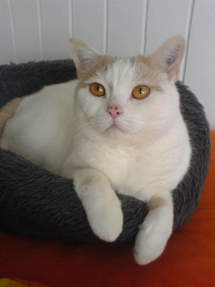 British Shorthair Dk Hentzel's Nuller 11 år - Nunu´drengen.<3 billede 1