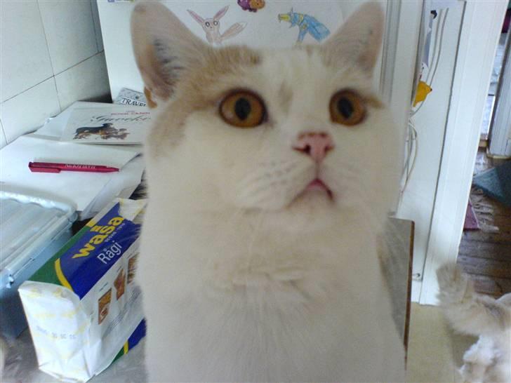 British Shorthair Dk Hentzel's Nuller 11 år - Lille mis. billede 2