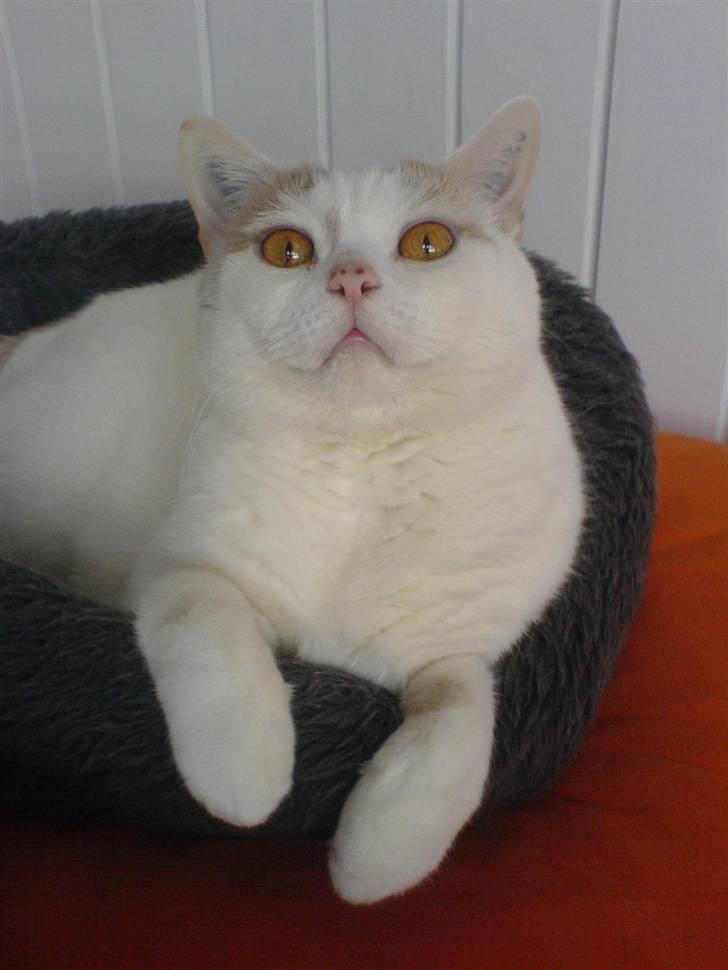 British Shorthair Dk Hentzel's Nuller 11 år - hvad har du der? billede 4