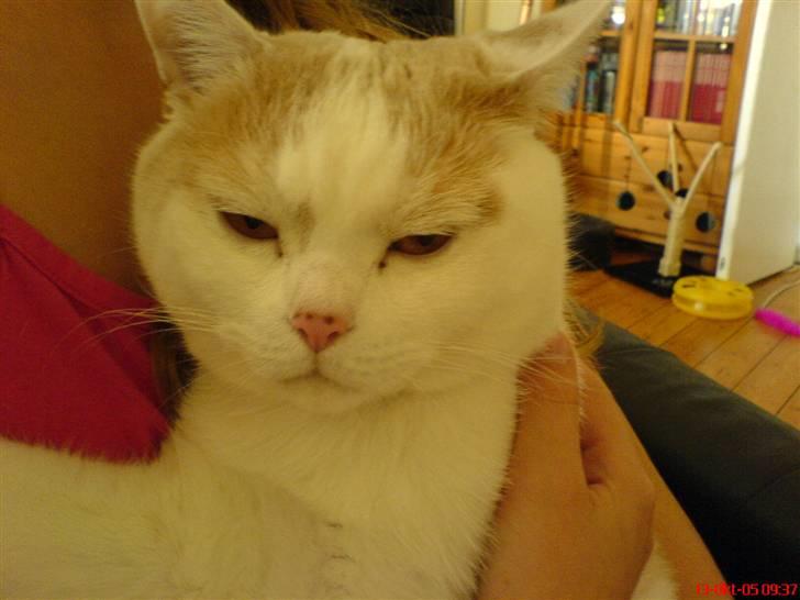 British Shorthair Dk Hentzel's Nuller 11 år - Nusse´Nuller. billede 5