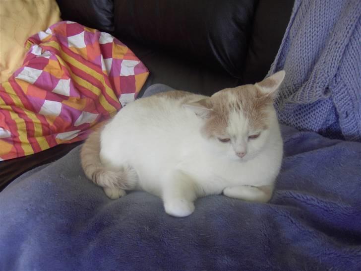 British Shorthair Dk Hentzel's Nuller 11 år - afslapning. <3 billede 6