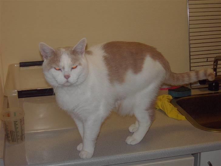 British Shorthair Dk Hentzel's Nuller 11 år - blitz i øjnene.  billede 7