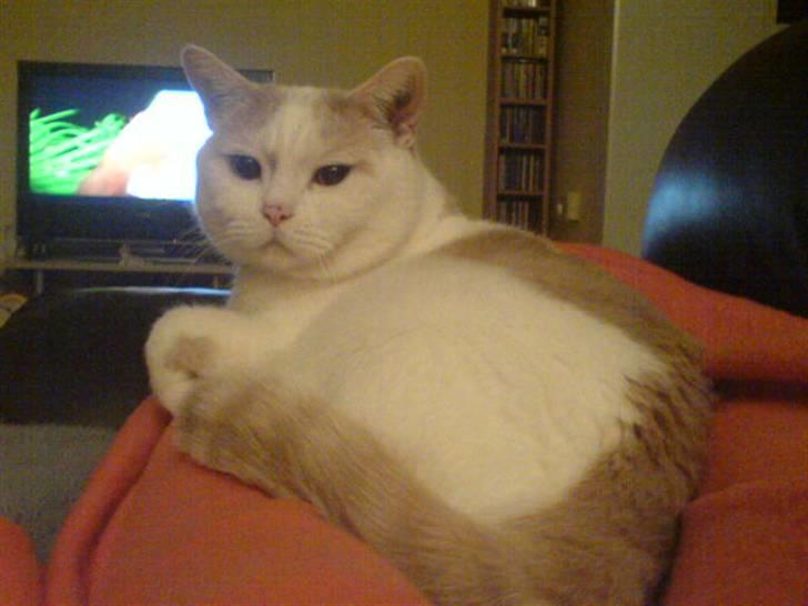 British Shorthair Dk Hentzel's Nuller 11 år - mere afslapning. billede 8