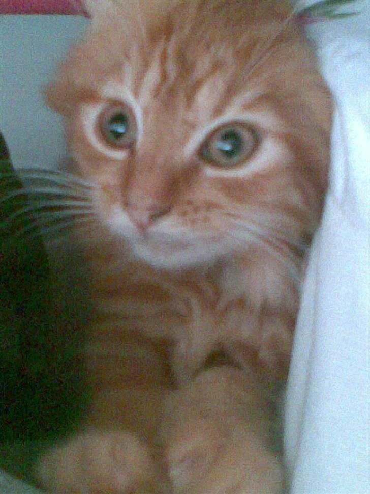 Maine Coon Diamond også kaldt Misser billede 1