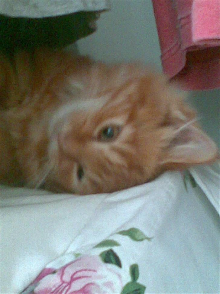 Maine Coon Diamond også kaldt Misser billede 2