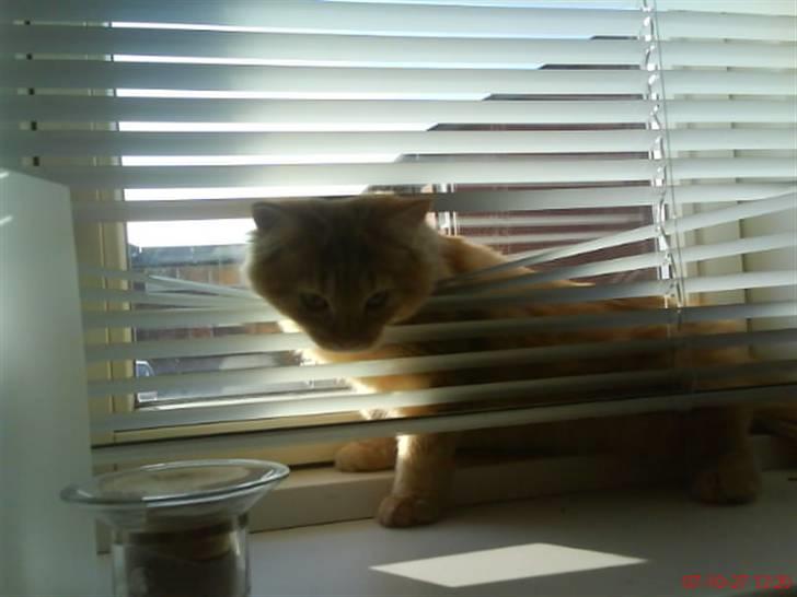 Maine Coon Diamond også kaldt Misser billede 3