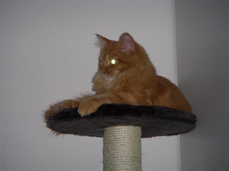 Maine Coon Diamond også kaldt Misser billede 4