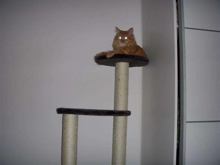 Maine Coon Diamond også kaldt Misser billede 5