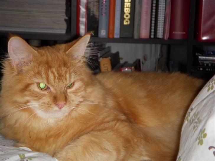 Maine Coon Diamond også kaldt Misser billede 6