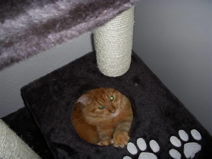 Maine Coon Diamond også kaldt Misser billede 7