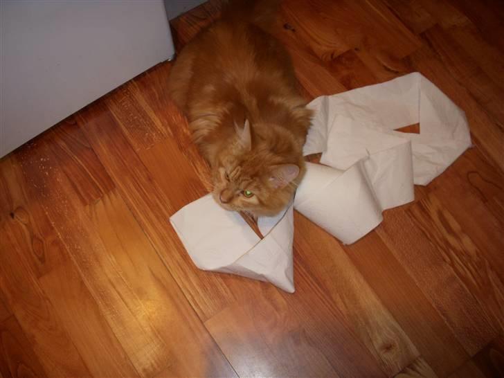 Maine Coon Diamond også kaldt Misser billede 8