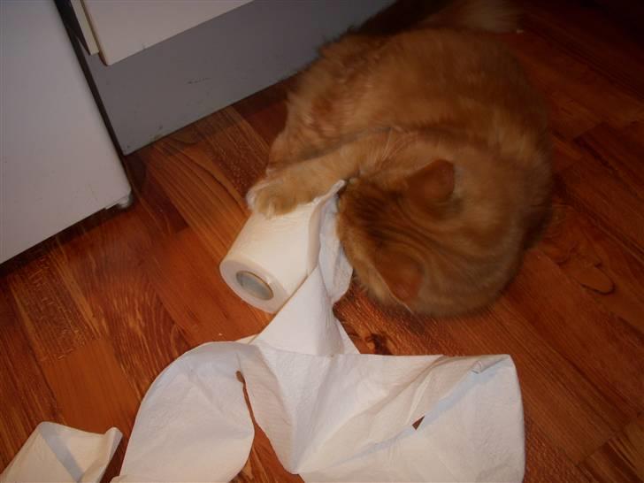 Maine Coon Diamond også kaldt Misser billede 9