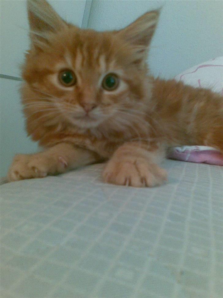 Maine Coon Diamond også kaldt Misser billede 10