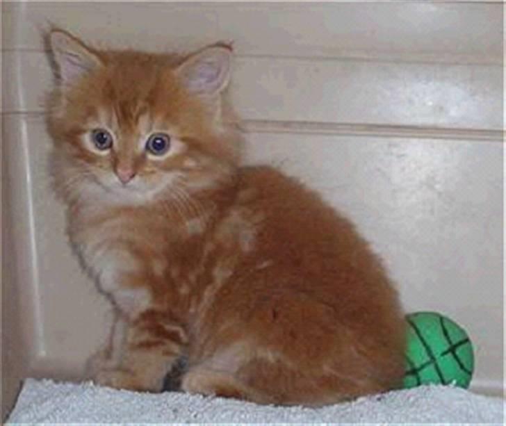 Maine Coon Diamond også kaldt Misser billede 11