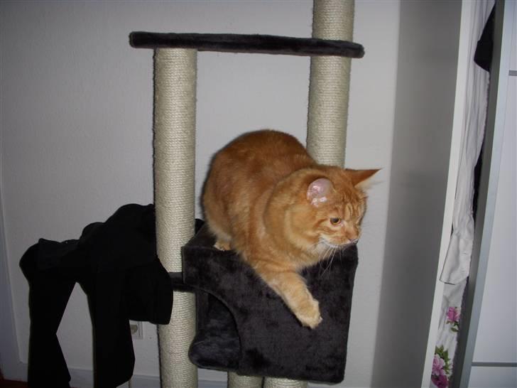 Maine Coon Diamond også kaldt Misser billede 12