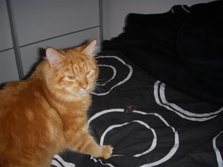 Maine Coon Diamond også kaldt Misser billede 13