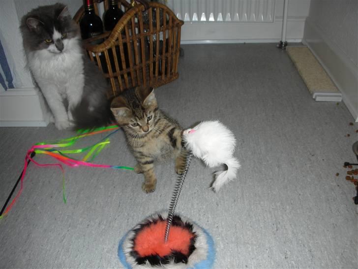 Huskat Bebe billede 11