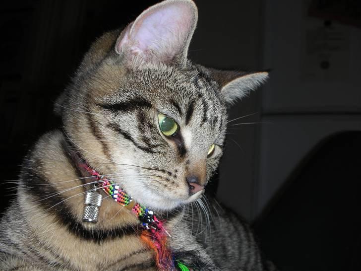 Huskat Bebe billede 14