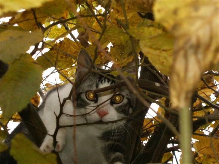 Blanding af racer Tjalfe <3 billede 6