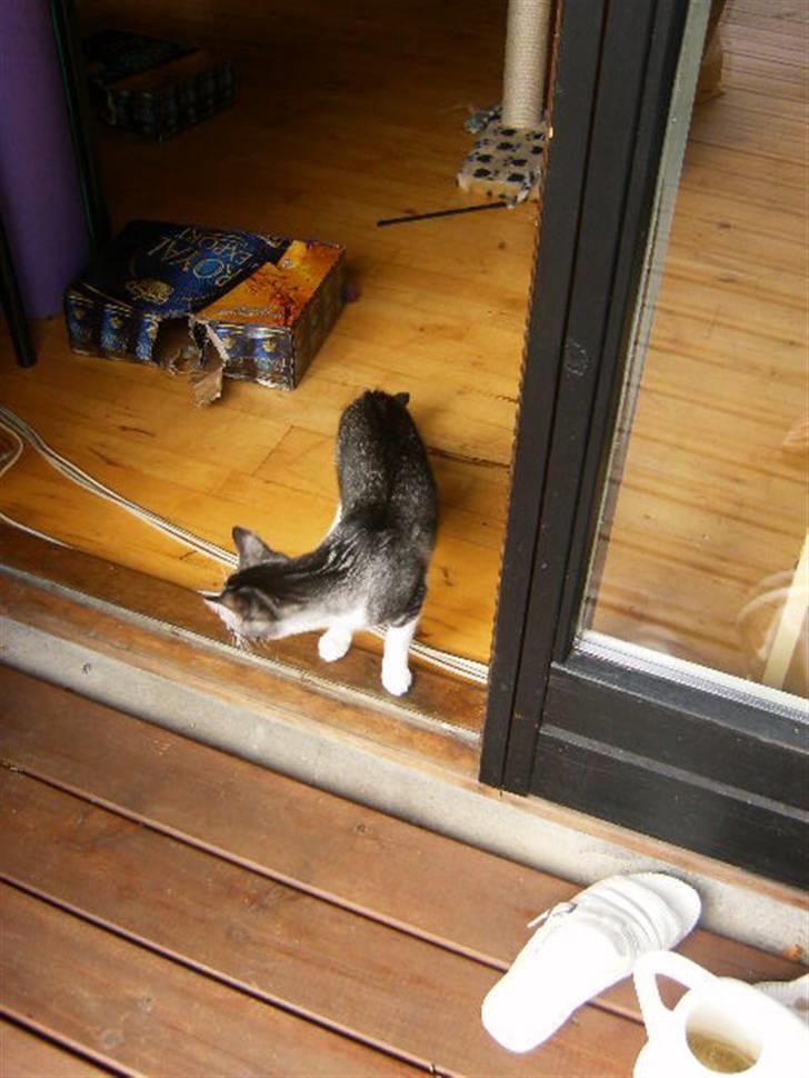 Blanding af racer Tjalfe <3 billede 7