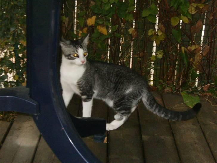 Blanding af racer Tjalfe <3 billede 8