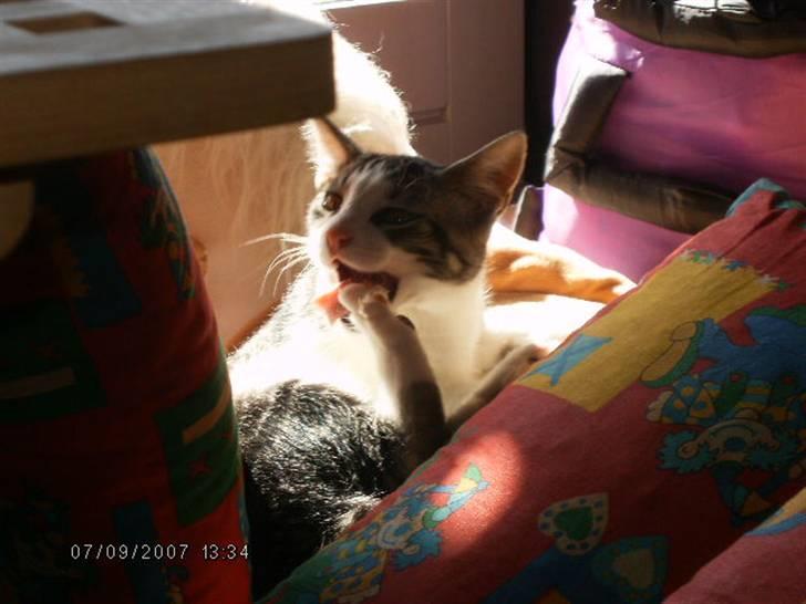 Blanding af racer Tjalfe <3 billede 9