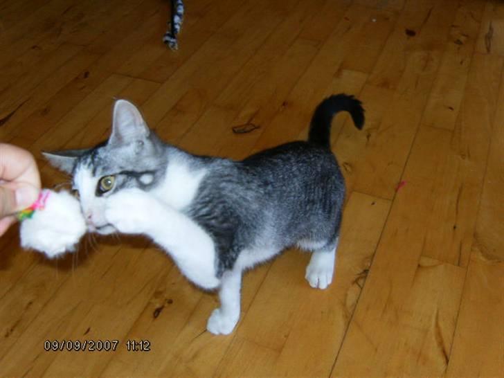 Blanding af racer Tjalfe <3 billede 10