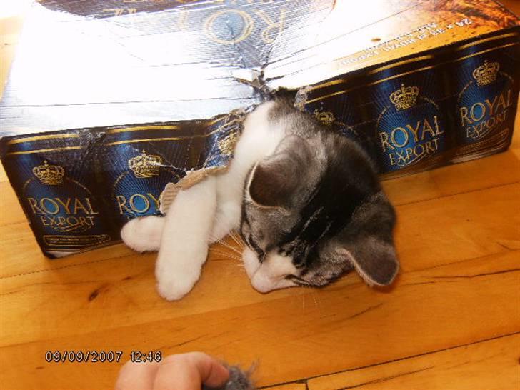 Blanding af racer Tjalfe <3 billede 11