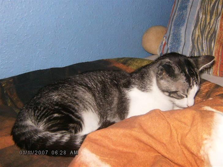 Blanding af racer Tjalfe <3 billede 12