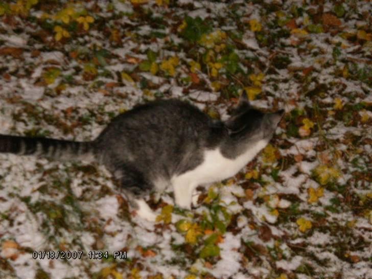 Blanding af racer Tjalfe <3 billede 13