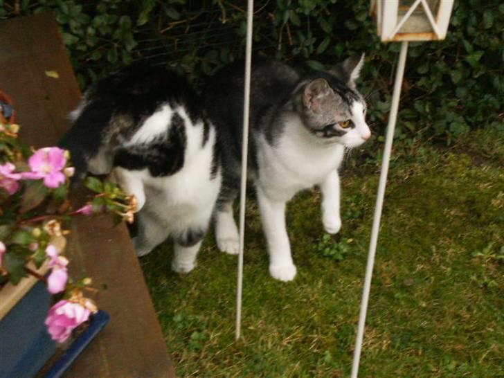 Blanding af racer Tjalfe <3 billede 14