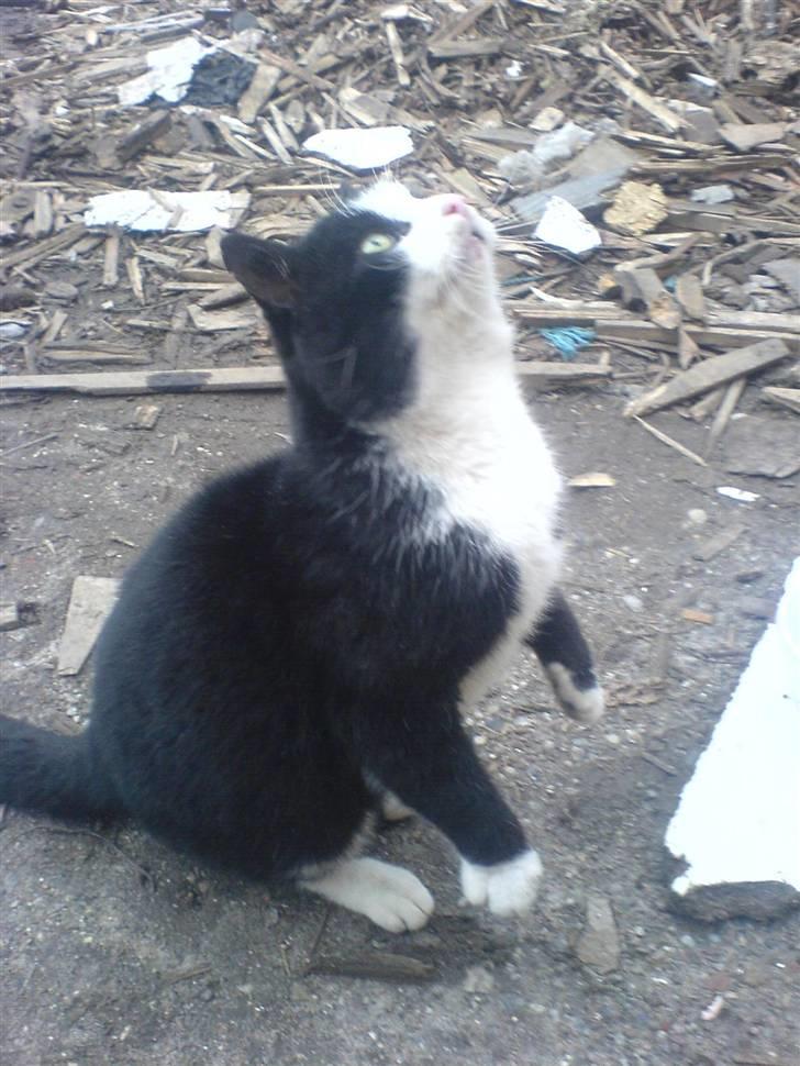 Blanding af racer simba - simba.. :P billede 1