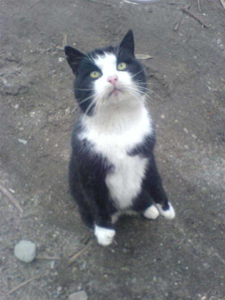 Blanding af racer simba - simba rejser sig.. :D billede 2