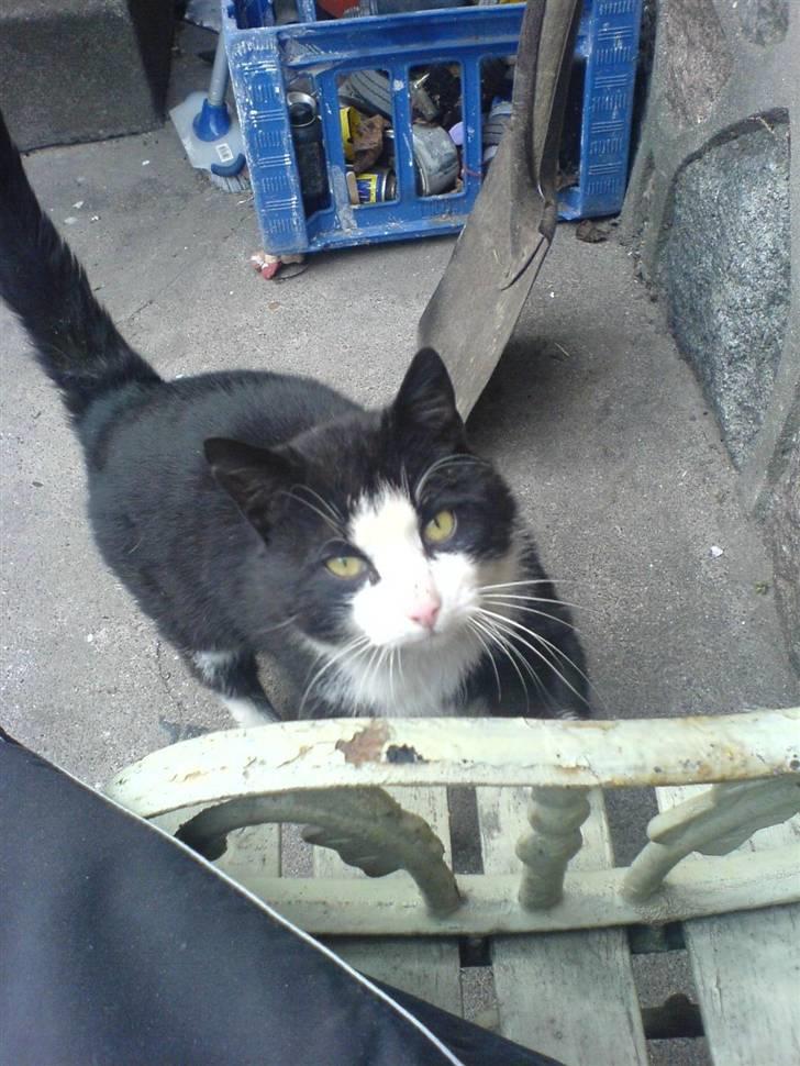 Blanding af racer simba billede 3