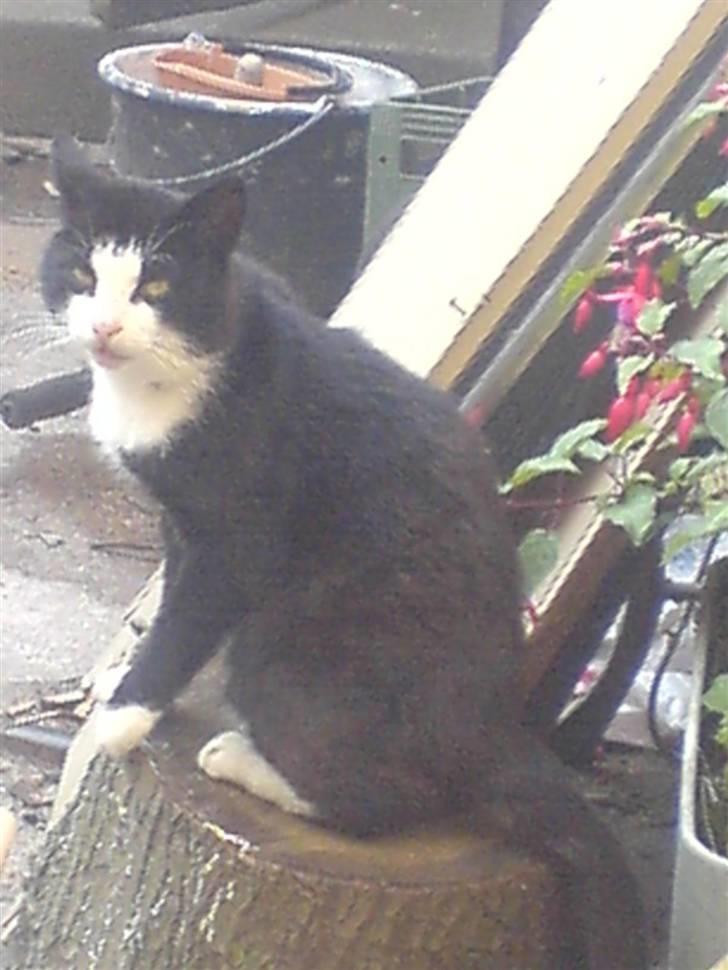 Blanding af racer simba billede 4