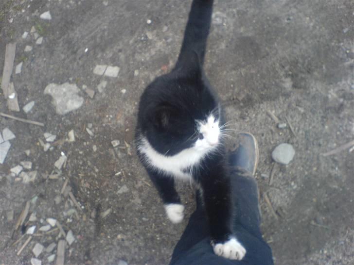 Blanding af racer simba billede 5