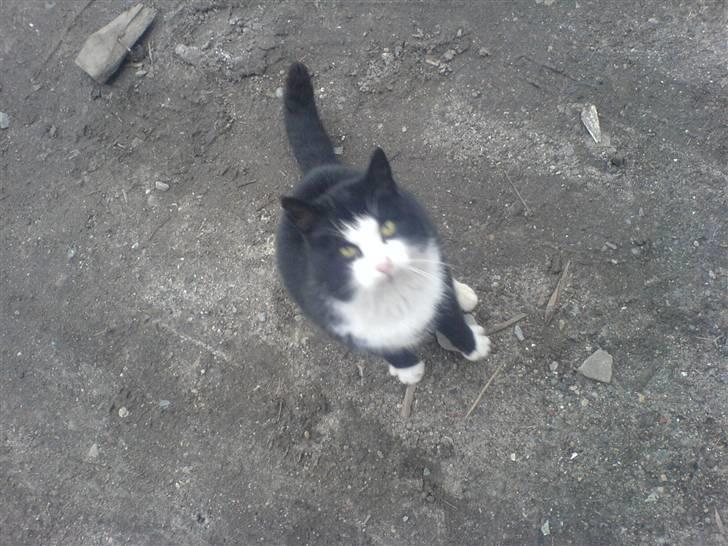 Blanding af racer simba - nårh.. kig op XD billede 6