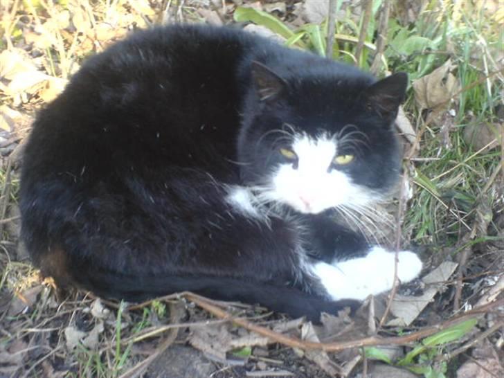 Blanding af racer simba billede 7