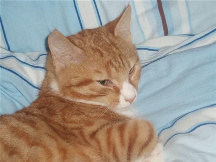 Huskat Power (Putte) billede 1