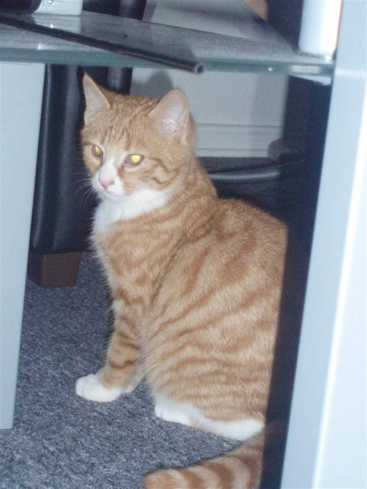 Huskat Power (Putte) billede 2