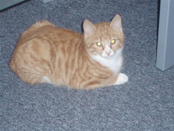 Huskat Power (Putte) billede 4