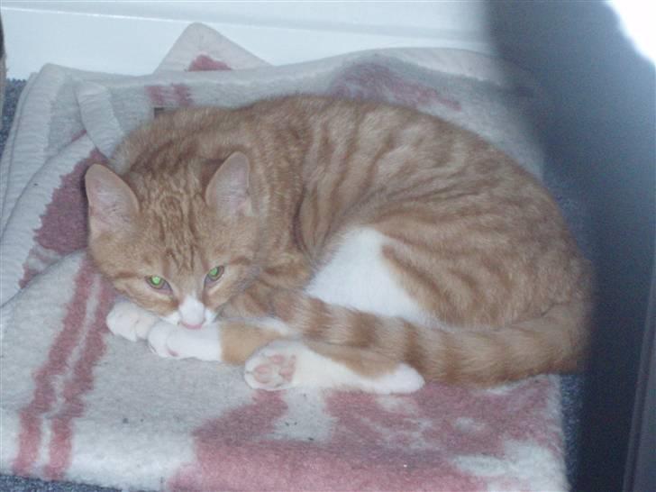 Huskat Power (Putte) billede 5