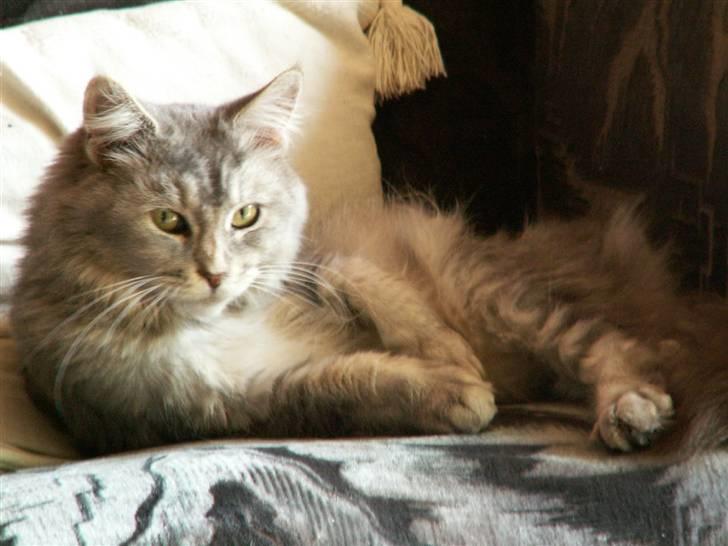 Maine Coon Simba billede 9