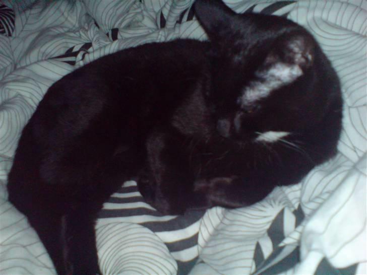 Huskat simba billede 7