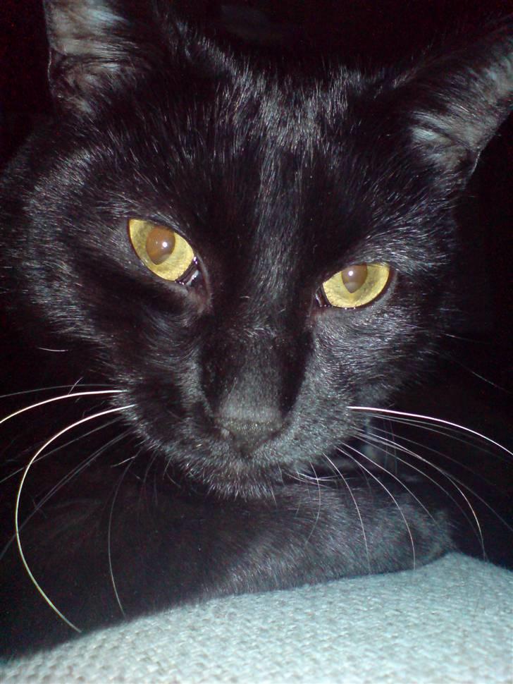 Huskat simba - smukke simba billede 8