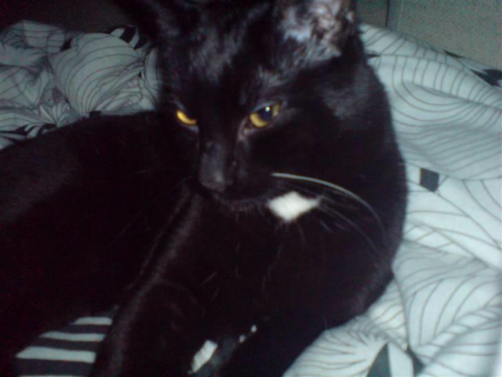 Huskat simba - puttekatten billede 9