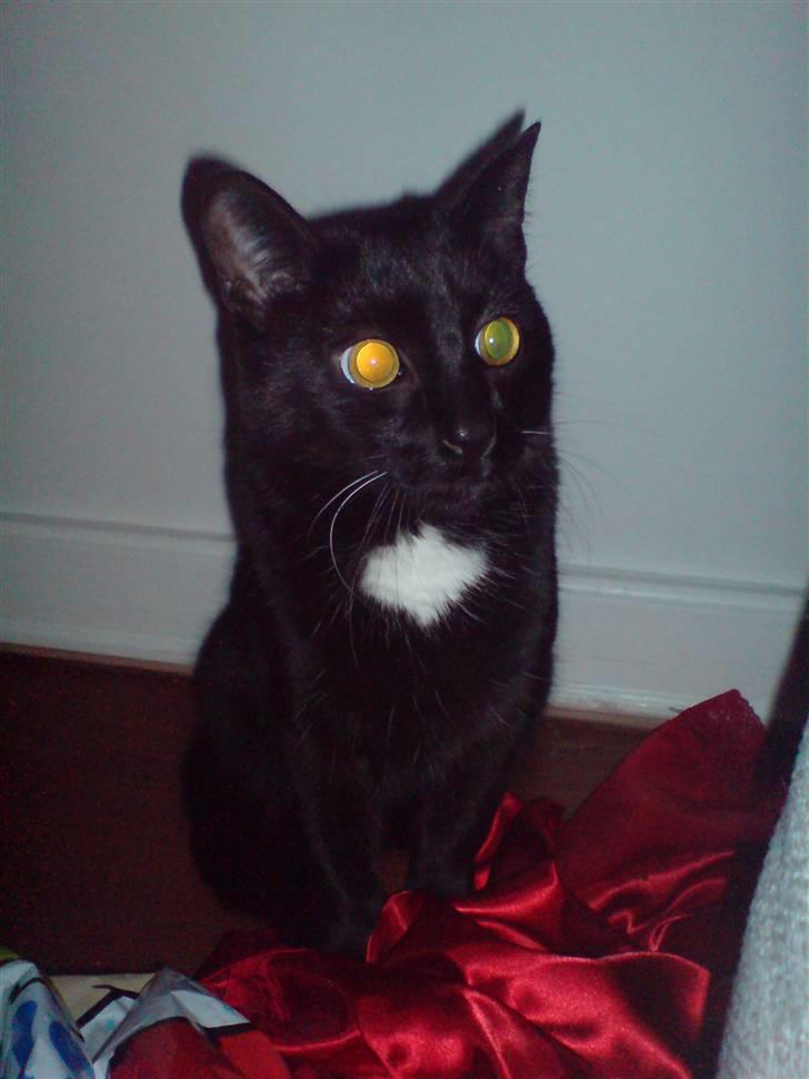 Huskat simba - kan jeg ikke se artig ud billede 10