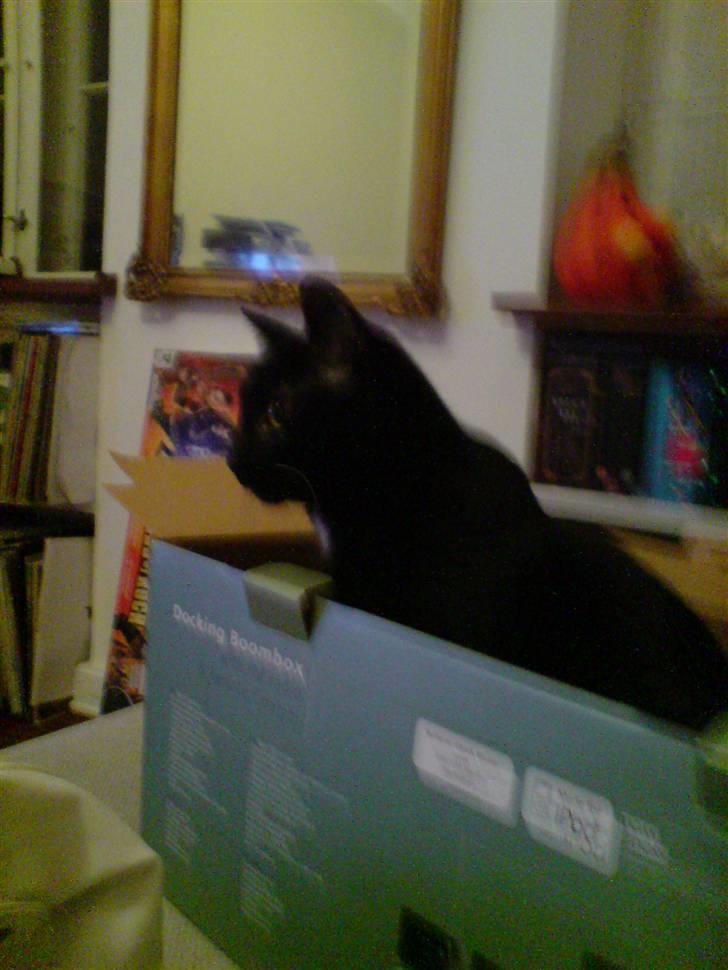 Huskat simba - simbas bedste legetø, han er altid klar på at lege når han hopper i kassen, han prøver selv at lukke låget inde han hopper i kassen, for det bedste er springe op af låget, og gemme sig igen billede 11