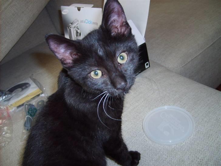 Huskat simba billede 13